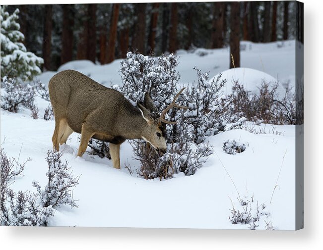 Colorado Acrylic Print featuring the photograph Mule Deer - 9130 by Jerry Owens