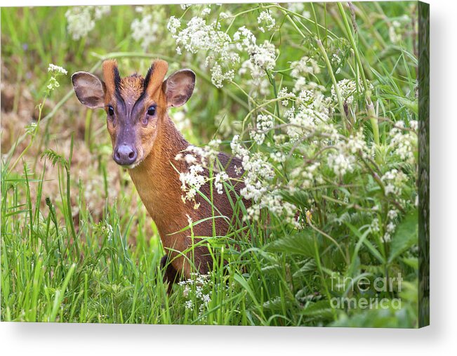 Deer Acrylic Print featuring the photograph Muntjac deer looking through cow parsley hedge by Simon Bratt