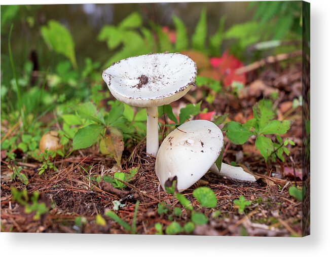 Mushroom Acrylic Print featuring the photograph Mushrooms in the Forest by Amelia Pearn