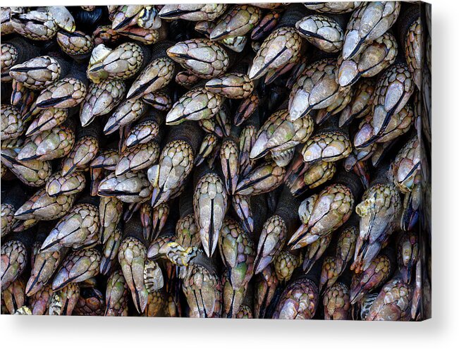 Mussels Acrylic Print featuring the photograph Mussel Memories by Darren White