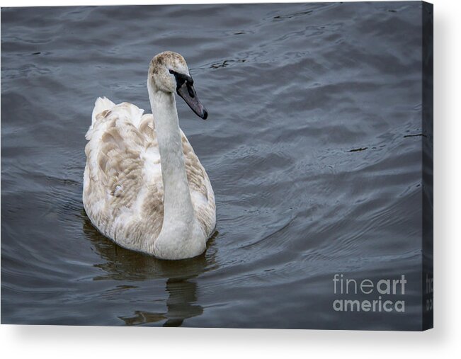 Mute Swan Acrylic Print featuring the photograph Mute Swan in Galway Bay, Ireland #1 by Nancy Gleason