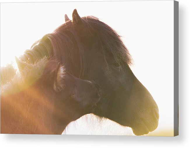 Photographs Acrylic Print featuring the photograph Mwoah - Horse Art by Lisa Saint