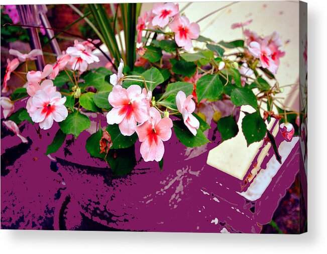 Flowers Acrylic Print featuring the mixed media My Favorite Impatiens by Stacie Siemsen