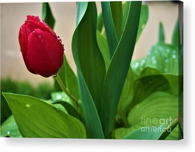 Tulip Acrylic Print featuring the photograph My Tulip by Jimmy Clark