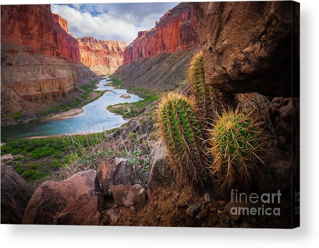 America Acrylic Print featuring the photograph Nankoweap Cactus by Inge Johnsson