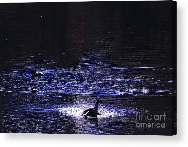 Geese Acrylic Print featuring the photograph Natural Sparkle by Kate Purdy