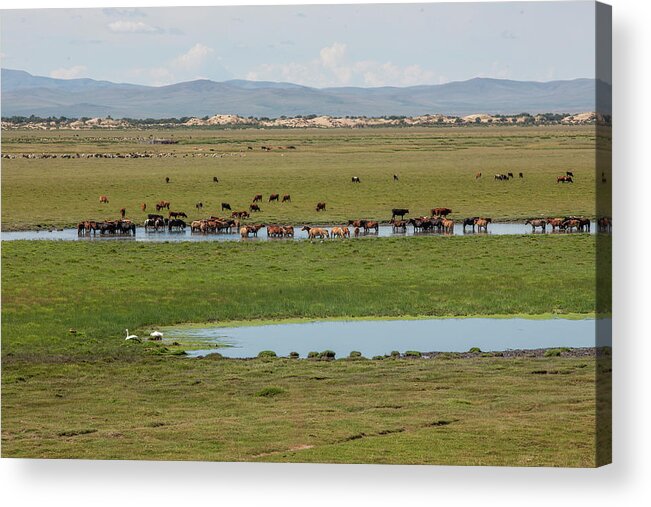 Herders Lifestyle Acrylic Print featuring the photograph Nature Mongolia by Bat-Erdene Baasansuren
