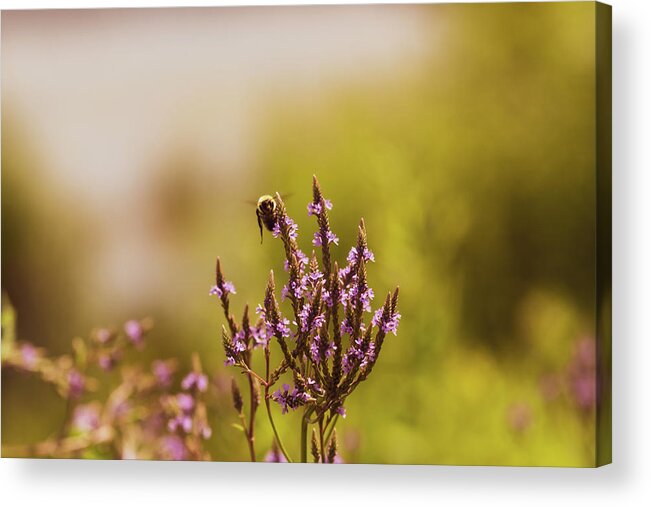 Bee Acrylic Print featuring the photograph Bees by Amelia Pearn