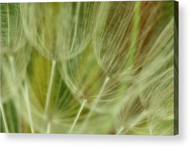 Colorado Acrylic Print featuring the photograph Nature's Art by Phil Marty