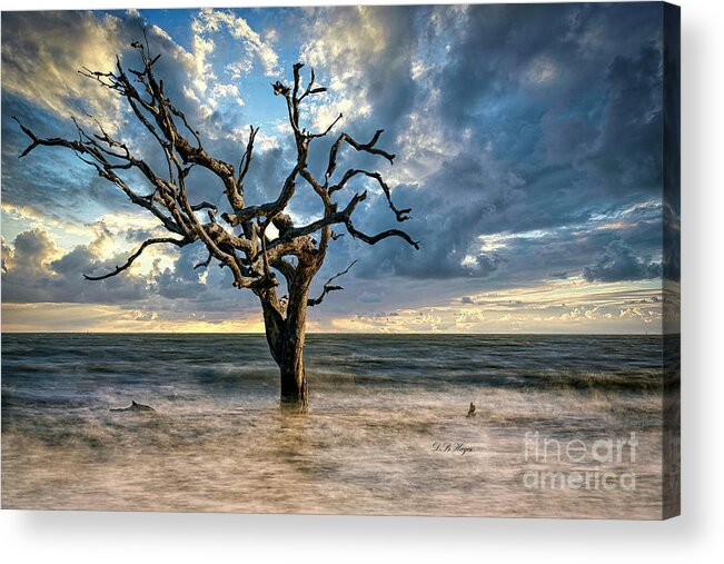 Nature Acrylic Print featuring the photograph Nature's Artistry by DB Hayes