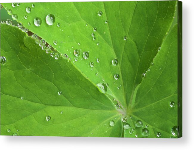 Flora Acrylic Print featuring the photograph Nature's Beading by Melissa Southern
