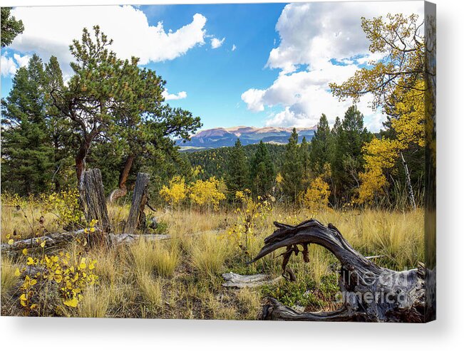 Mueller State Park Acrylic Print featuring the photograph Nature's Best by Shirley Dutchkowski