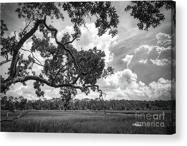 Nature Acrylic Print featuring the photograph Natures Serenity In Black and White by DB Hayes