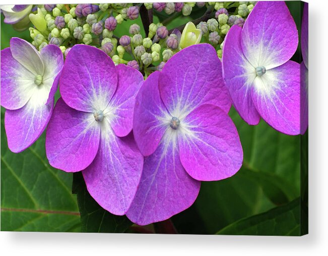 Hydrangea Flowers Acrylic Print featuring the photograph Necklace of Flowers by Kathi Mirto