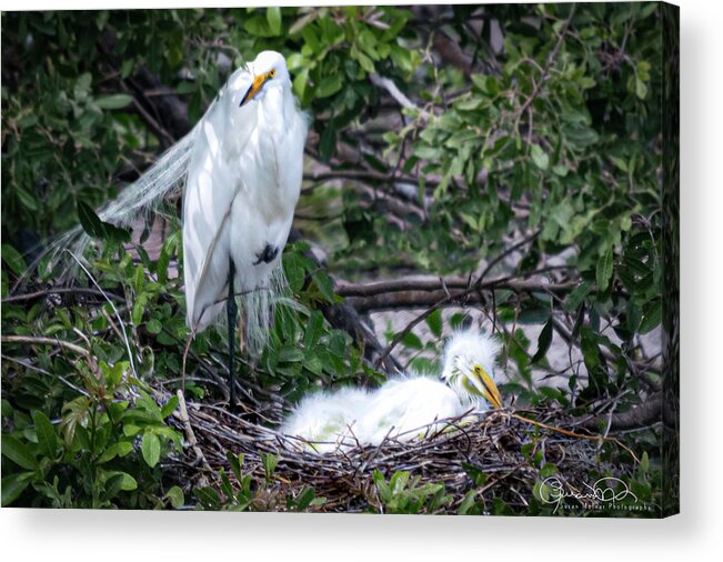 Susan Molnar Acrylic Print featuring the photograph Nesting Egret with Chicks by Susan Molnar