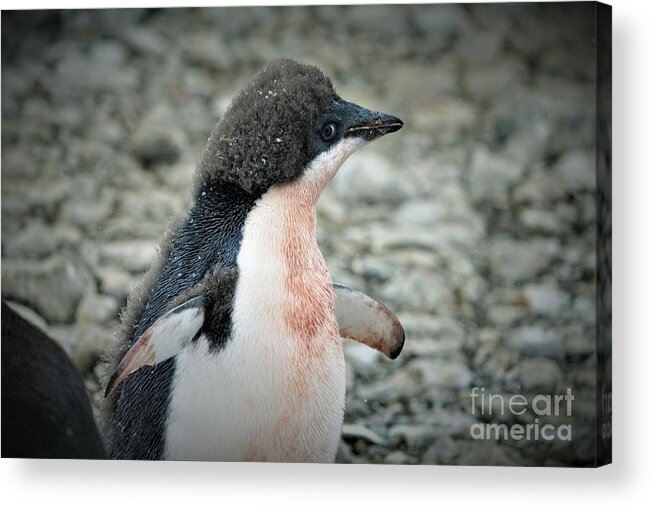 Adelie Penquin Antarctica Acrylic Print featuring the photograph New Adelie by Darcy Dietrich