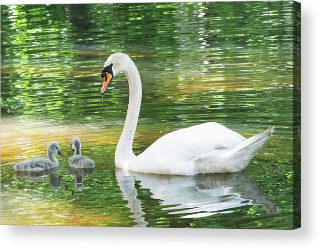 Swan Acrylic Print featuring the photograph New Little Ones by Mary Ann Artz