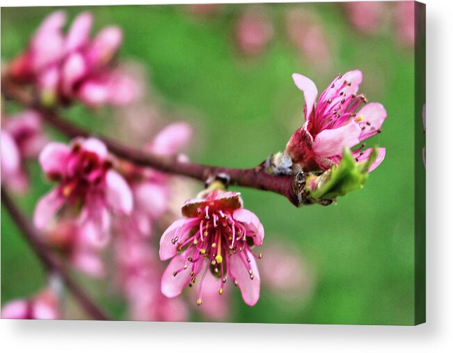 Newark Acrylic Print featuring the photograph Newark Cherry Blossom Series - 11 by Christopher Lotito