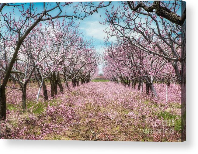 Blossoms Acrylic Print featuring the photograph Niagara's Blossom Trail - Enclosed by Marilyn Cornwell