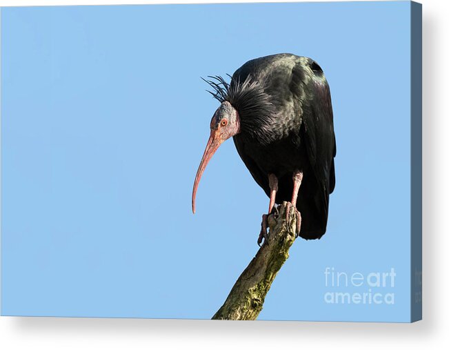 Ibis Acrylic Print featuring the photograph Northern Bald Ibis by Jane Rix