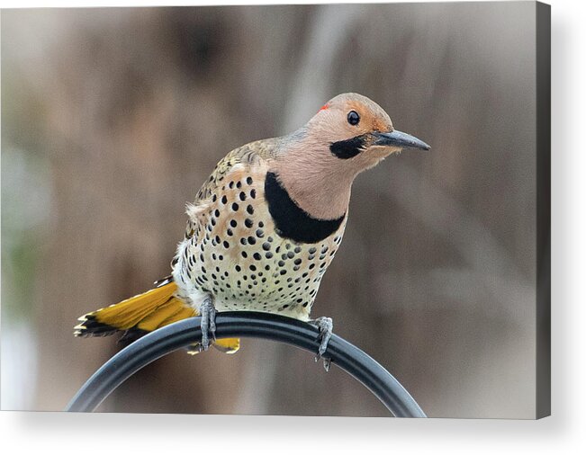 2019 Acrylic Print featuring the photograph Northern Flicker 8 by Gerri Bigler