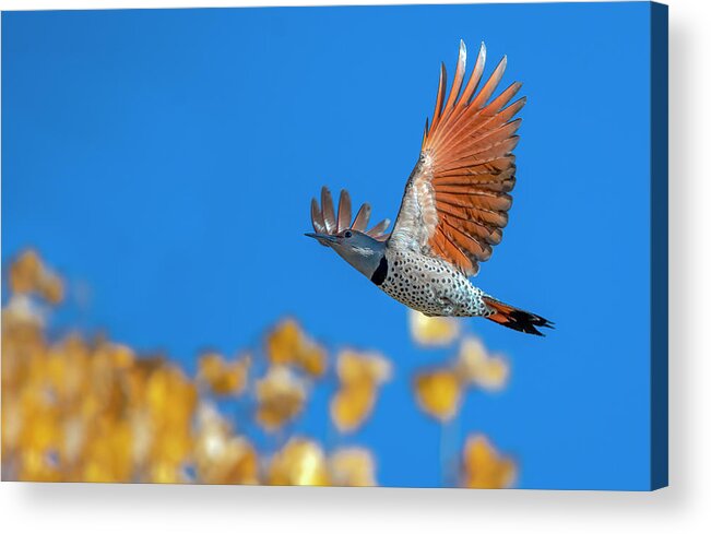 Flying Acrylic Print featuring the photograph Northern Flicker by Rick Mosher