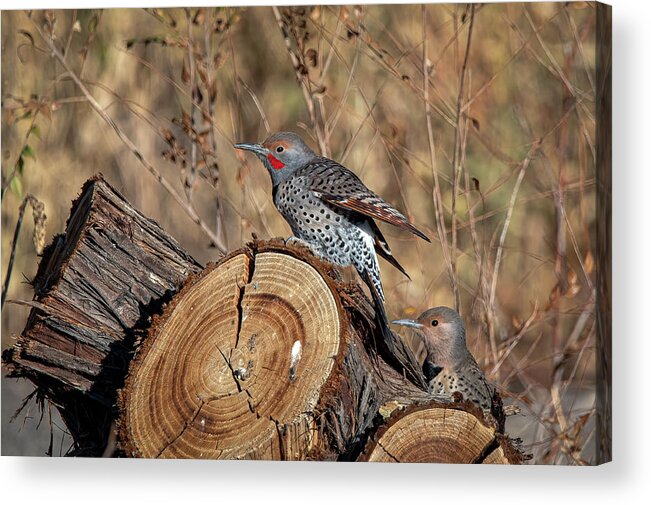 Northern Flicker Woodpecker Acrylic Print featuring the photograph Northern Flickers by Rick Mosher