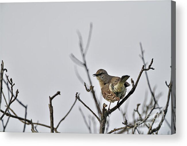 Mimus Polyglottos Acrylic Print featuring the photograph Northern Mockingbird by Amazing Action Photo Video