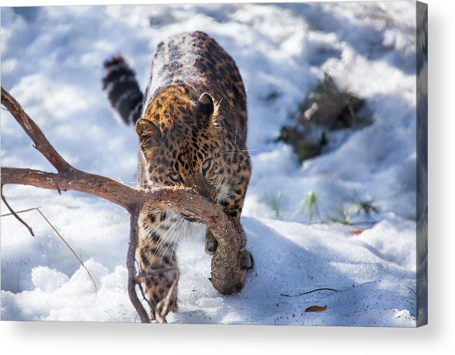 Amur Leopard Acrylic Print featuring the photograph Nose Scratcher by Karol Livote