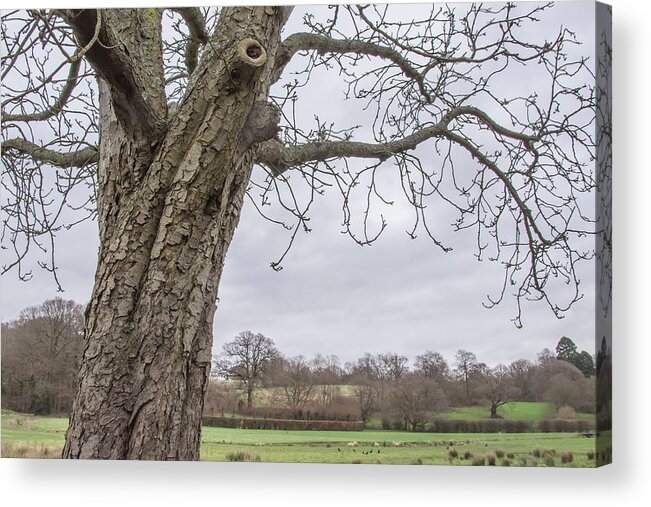 Oak Hill Park Acrylic Print featuring the photograph Oak Hill Park Trees Winter by Edmund Peston