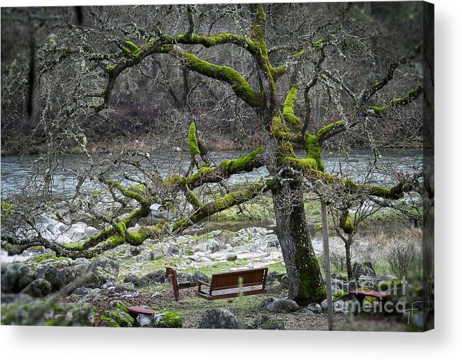 Rouge River Acrylic Print featuring the photograph Oak On The Rogue River by Theresa Fairchild