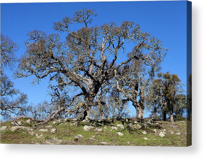 Tree Acrylic Print featuring the photograph Oak Tree and Rocks by Rick Pisio