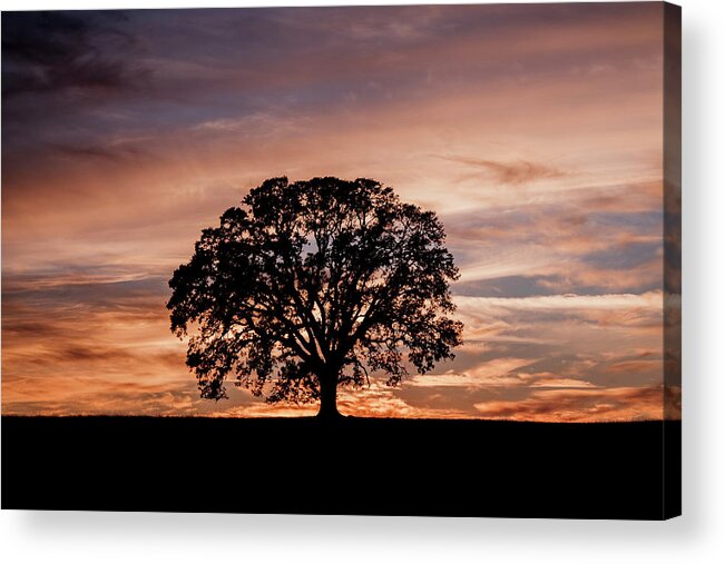 Oak Tree Acrylic Print featuring the photograph Oak Tree at Sunset by Gary Geddes