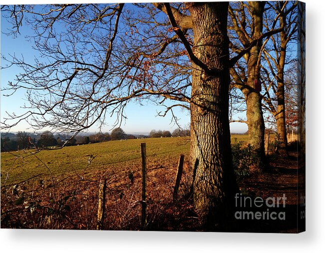 Oak Tree Acrylic Print featuring the photograph Oak Trees and Wealden Views Kent England by James Brunker