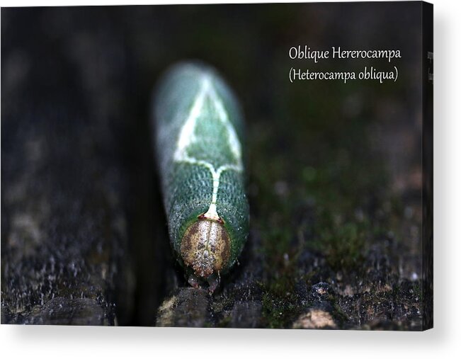 Nature Acrylic Print featuring the photograph Oblique Hererocampa Moth Caterpillar by Mark Berman