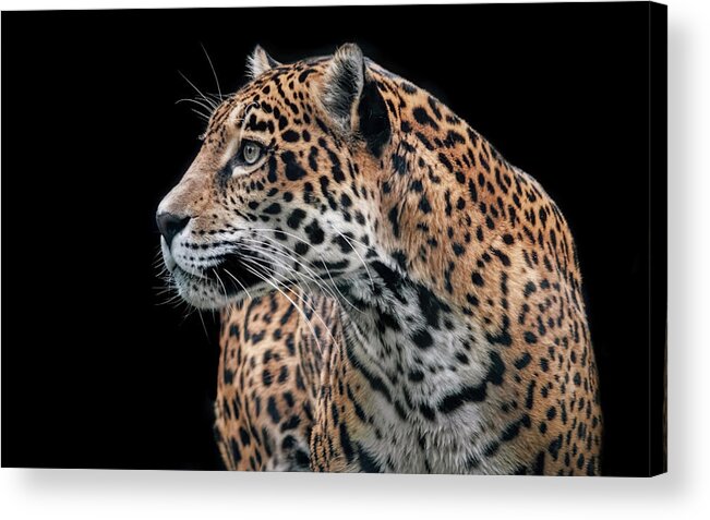 Cats Acrylic Print featuring the photograph Observant Jaguar by Elaine Malott