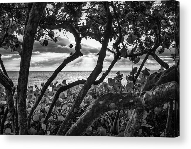 Beach Acrylic Print featuring the photograph Ocean View Through Seagrape Trees BW by Laura Fasulo