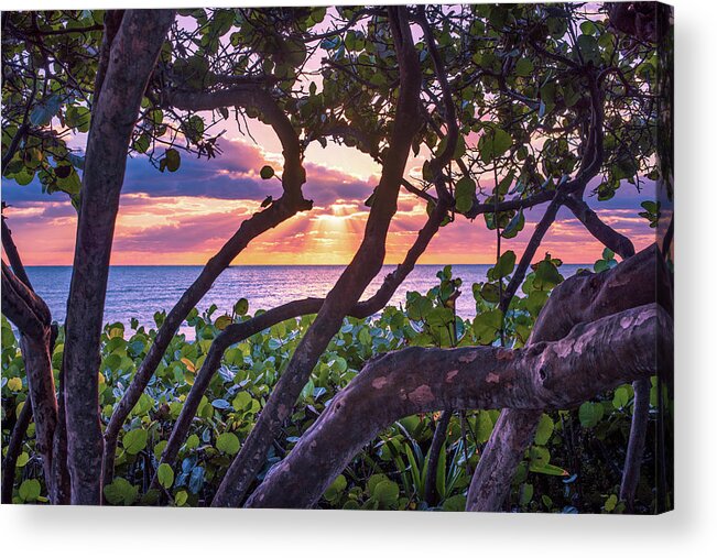 Beach Acrylic Print featuring the photograph Ocean View Through Seagrape Trees by Laura Fasulo