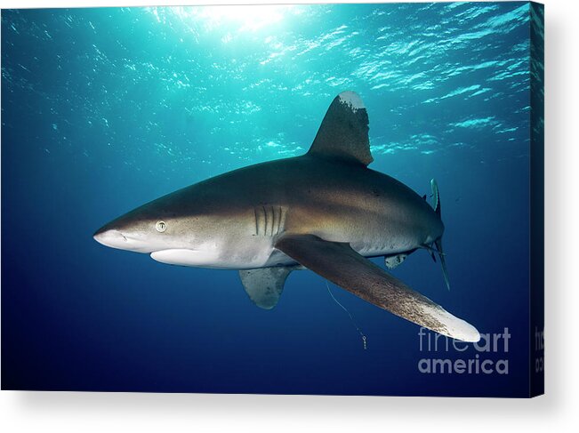 70006095 Acrylic Print featuring the photograph Oceanic White-tip Shark by Dray van Beeck