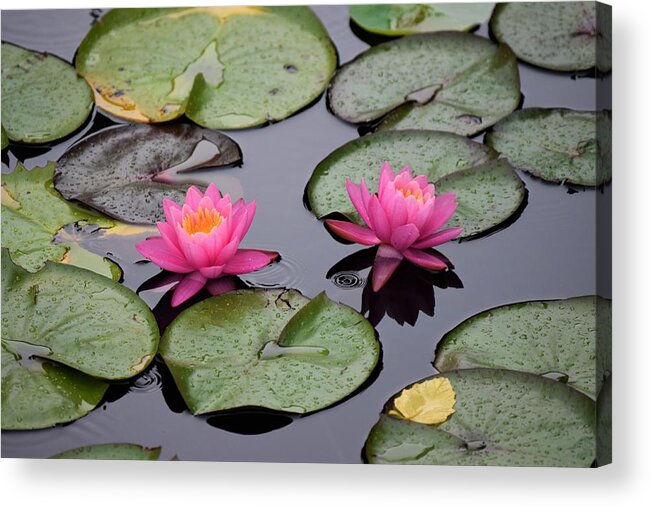 Water Lilies Acrylic Print featuring the photograph OH Water Lilies by Terry M Olson