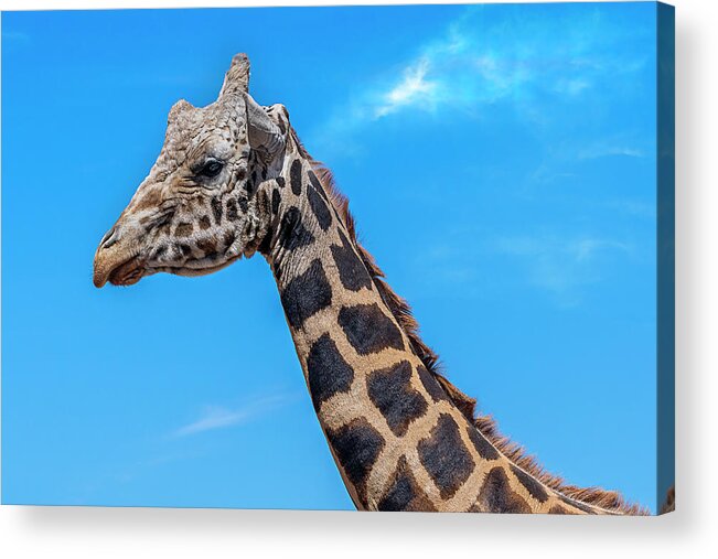  Acrylic Print featuring the photograph Old Giraffe by Al Judge