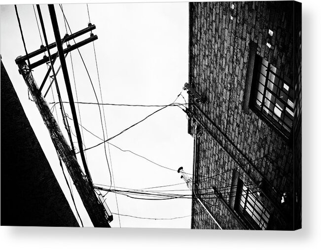 Black And White Acrylic Print featuring the photograph On A Wire by Carmen Kern
