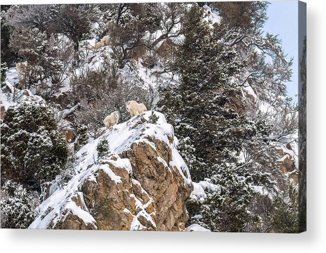 Mountain Goats Acrylic Print featuring the photograph On The High Snowy Mountain by Yeates Photography
