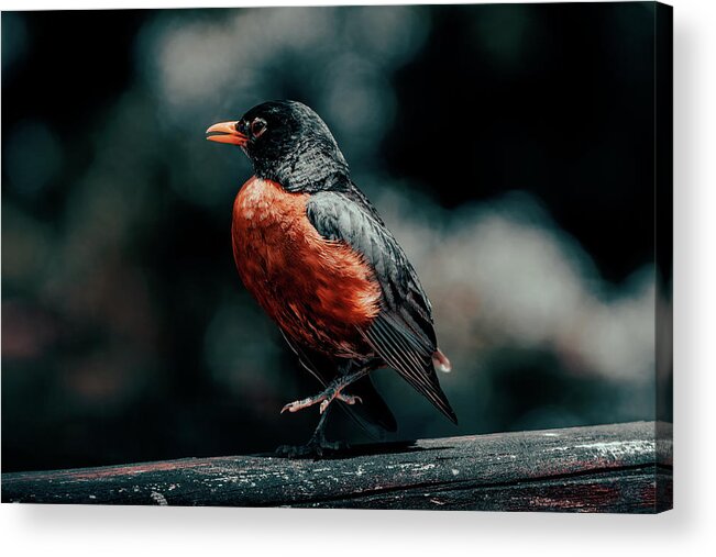 Robin Acrylic Print featuring the photograph On The Road Again by Rich Kovach