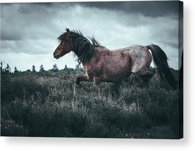 Photographs Acrylic Print featuring the photograph On the run - Horse Art by Lisa Saint