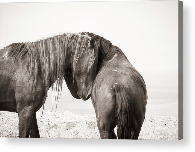 Wild Horses Acrylic Print featuring the photograph Onaqui Affection by Dirk Johnson