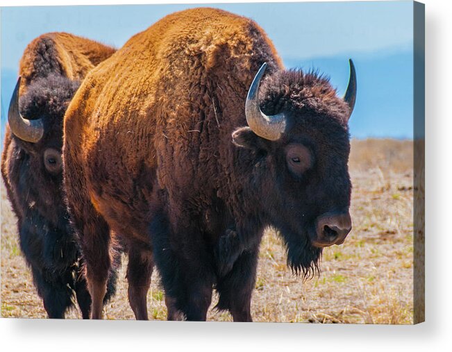 Agriculture Acrylic Print featuring the photograph Bison in Field in the Daytime by Tom Potter