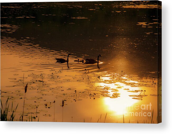 Canadian Geese Acrylic Print featuring the photograph Ripples and Reflections by JCV Freelance Photography LLC