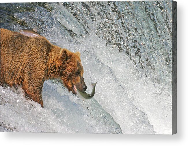 Bear Acrylic Print featuring the photograph One lucky one not by Ed Stokes