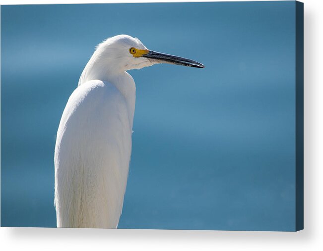 Egret Acrylic Print featuring the photograph Only One Egret by Bonny Puckett